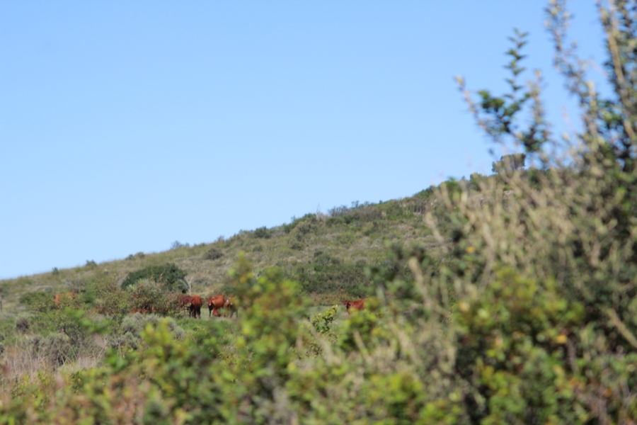 0 Bedroom Property for Sale in Mossel Bay Rural Western Cape